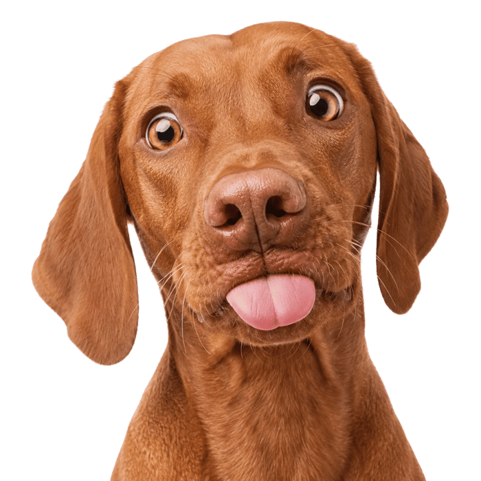 Dogs