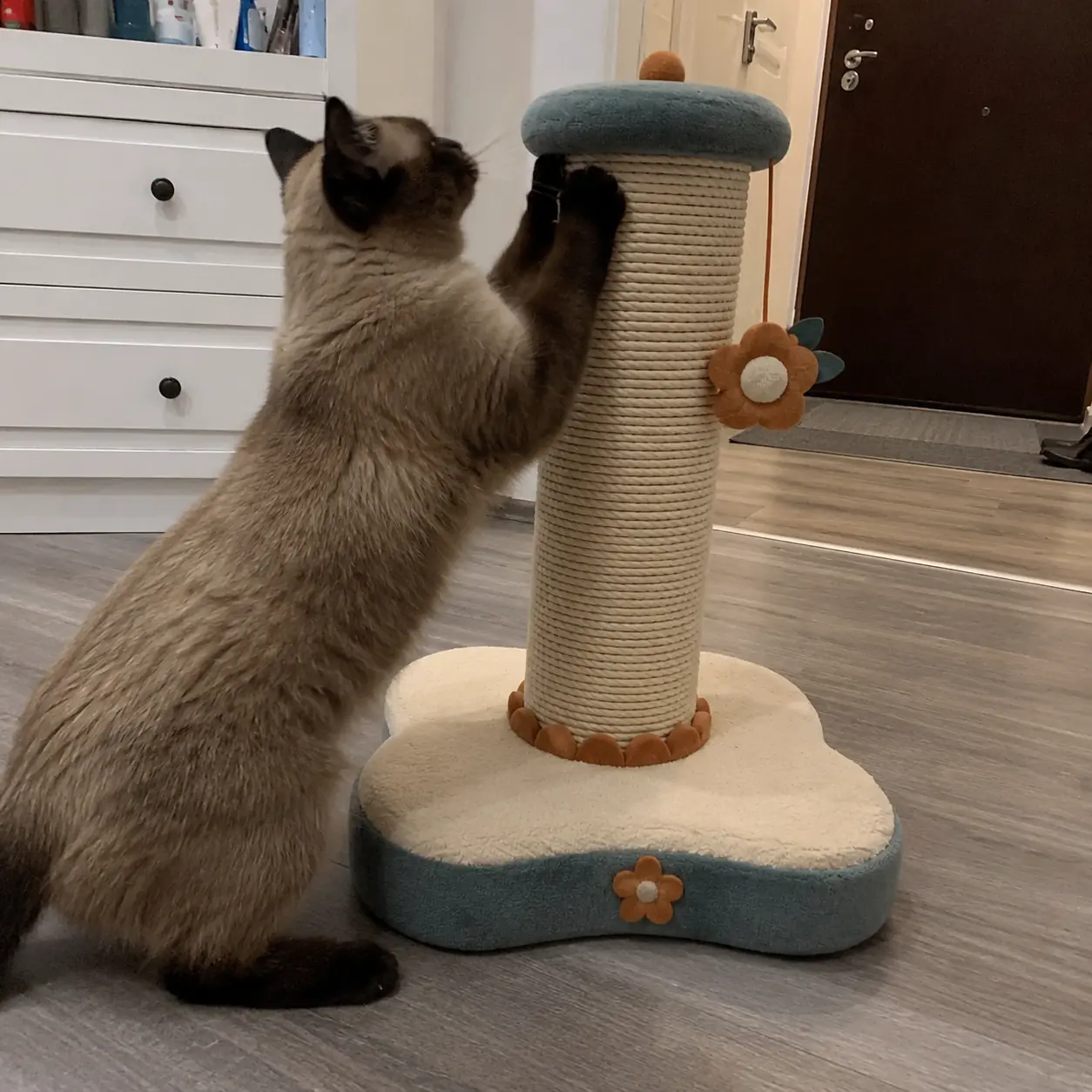 Simba usando Arranhador Margaridinha