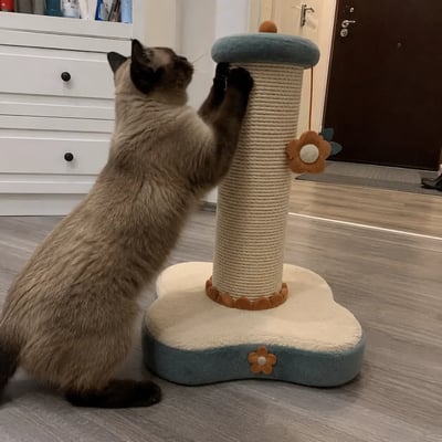 Simba usando Arranhador Margaridinha
