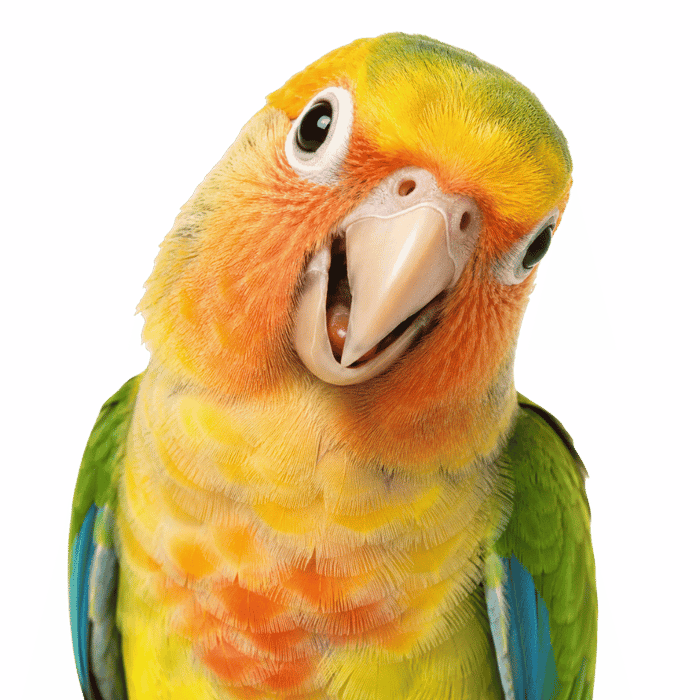 Birds